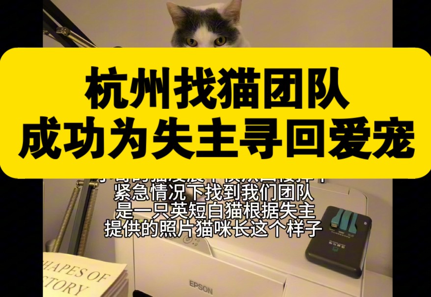 接到拱墅区任务 找猫师傅及时为失主寻回爱宠哔哩哔哩bilibili