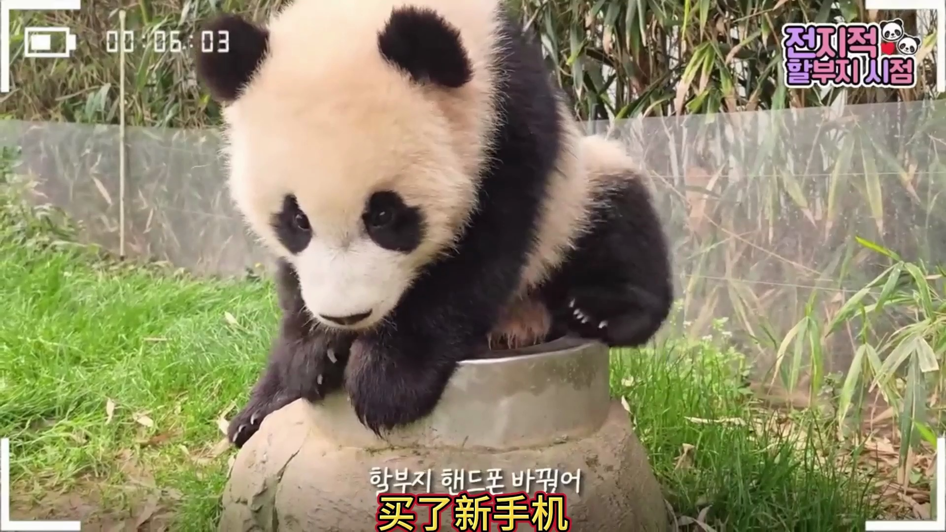 辉宝果然也是松狮吧,比福宝姐姐少走了三年弯路