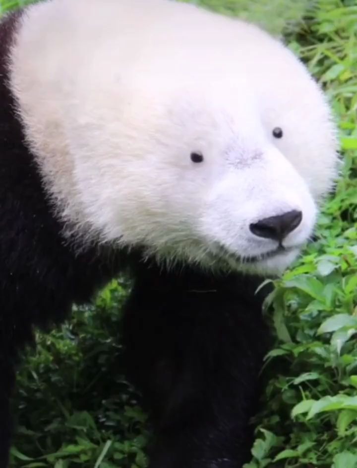 去掉黑眼圈的大熊猫图片