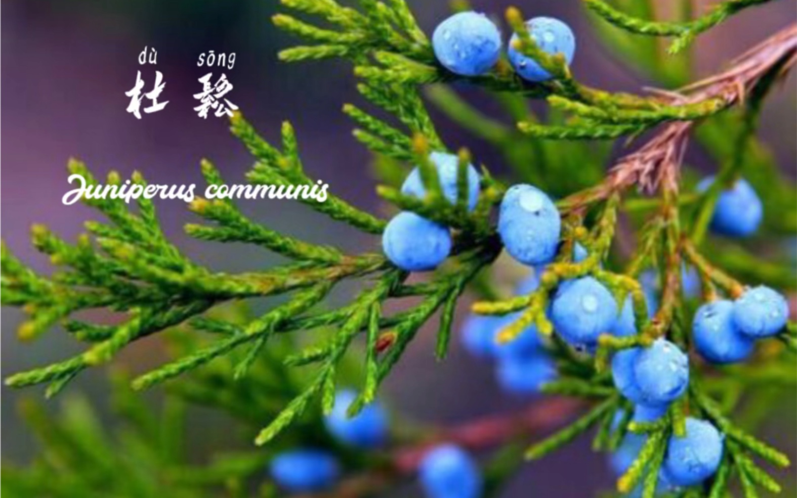 芳香植物|杜松哔哩哔哩bilibili