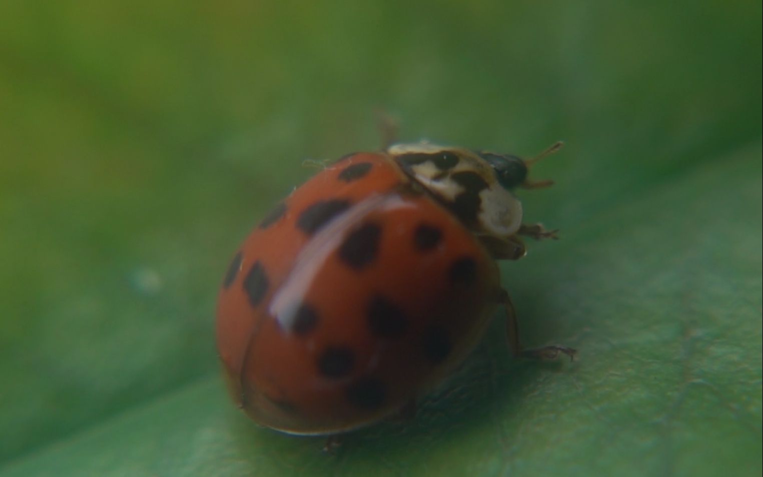 【生物记录/瓢虫】异色瓢虫交配哔哩哔哩bilibili