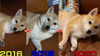 アブ生活搬运 柴犬シバチャが好きなおやつランキングtop5 1 哔哩哔哩 Bilibili