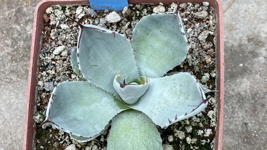 多肉植物 龙舌兰科 虚空藏 一物一拍 #龙舌兰植物 #阳台种植 #家庭