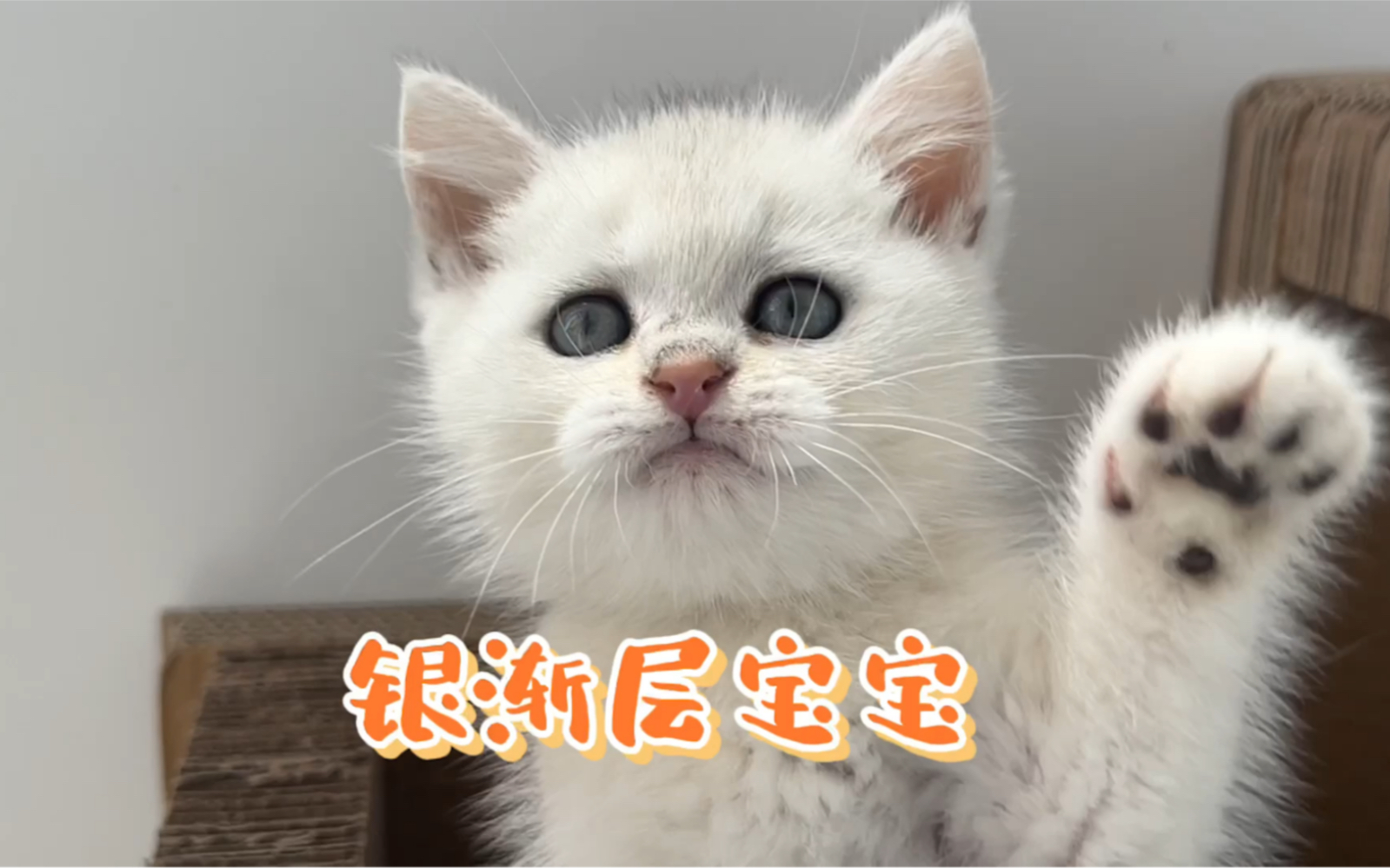 预算不高银渐层猫咪,绝对是你最好的选择?哔哩哔哩bilibili