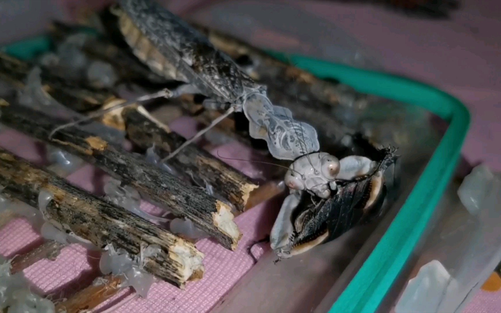 印尼双盾螳捕食土鳖_哔哩哔哩 (゜-゜)つロ 干杯~-bilibili