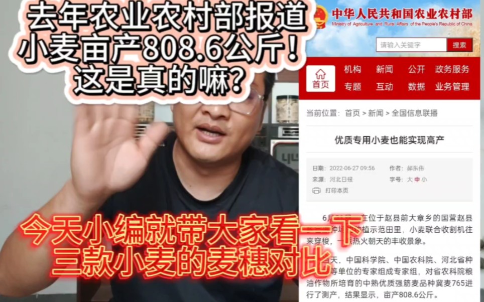 亩产808.6公斤的小麦是真的吗?今天小编整理了三款小麦麦穗带大家对比一下!哔哩哔哩bilibili