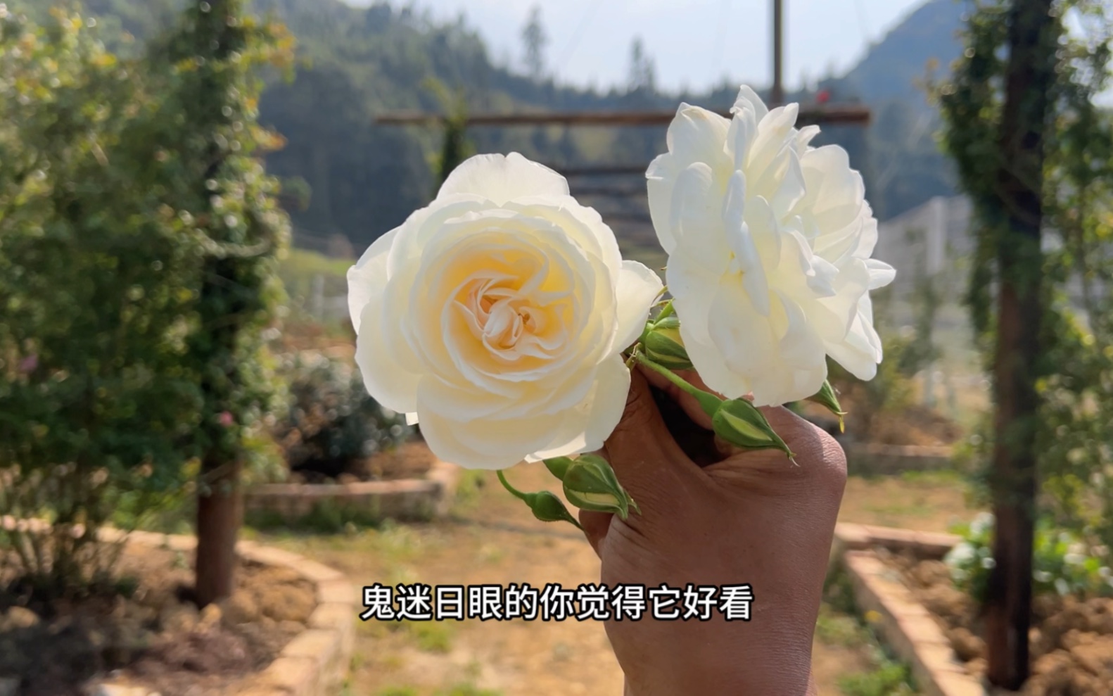 提前发育,开花不标准的花苞记得掐掉喔.哔哩哔哩bilibili