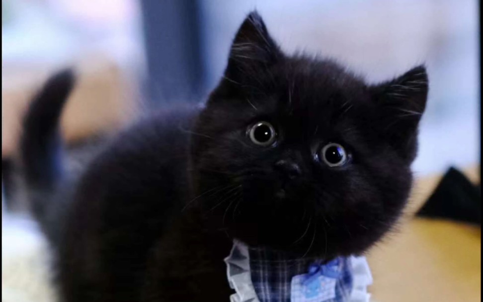 曼基康纯黑矮脚弟弟～ 贴地矮 巨胖!全身都是肉肉!