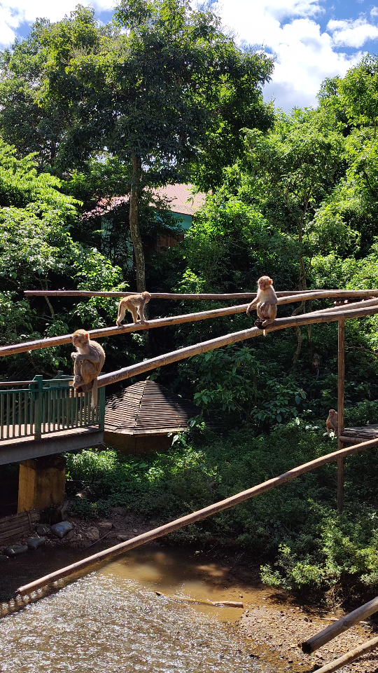 西双版纳,原始森林,猴子的休闲时光
