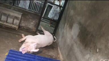 高科技电击神器，高压电无痛宰杀，全程没有一丝痛苦_哔哩哔哩_bilibili