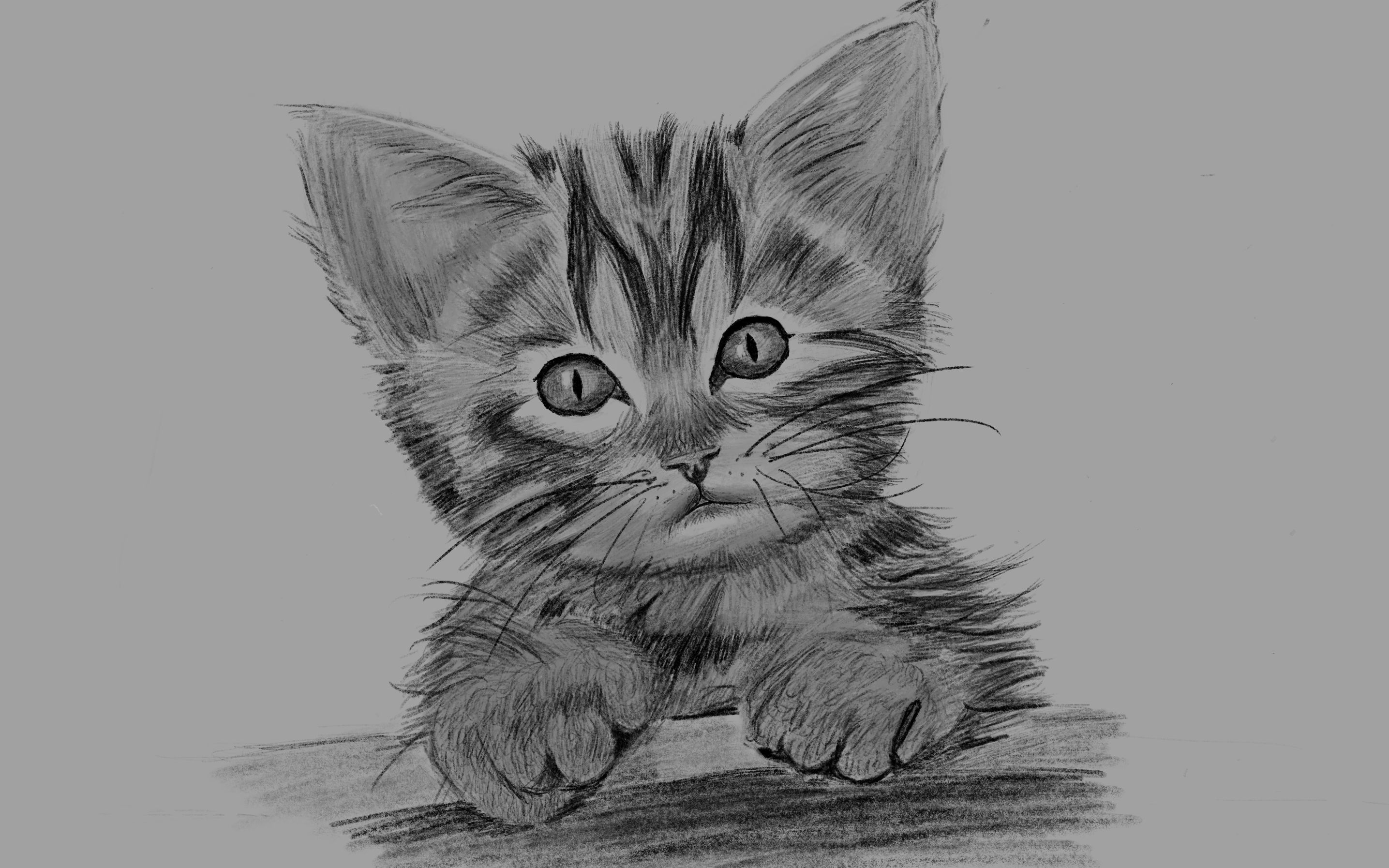 procreate 素描 —— 猫