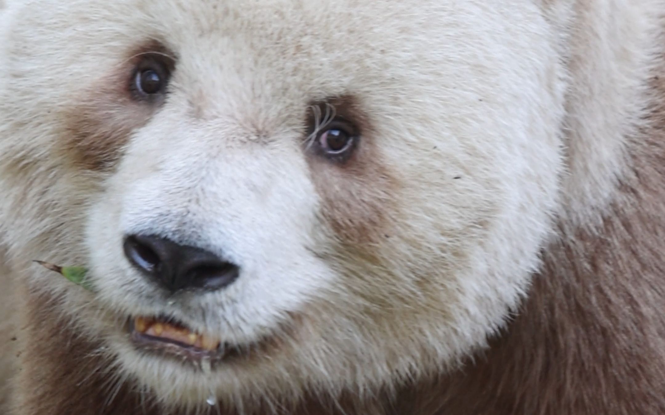 七仔:清澈的小眼神,洞察一切