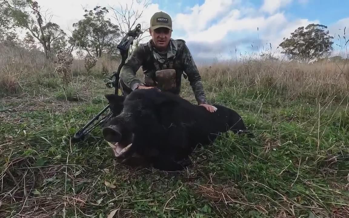 老外用复合弓狩猎野猪,一箭穿透野猪身体