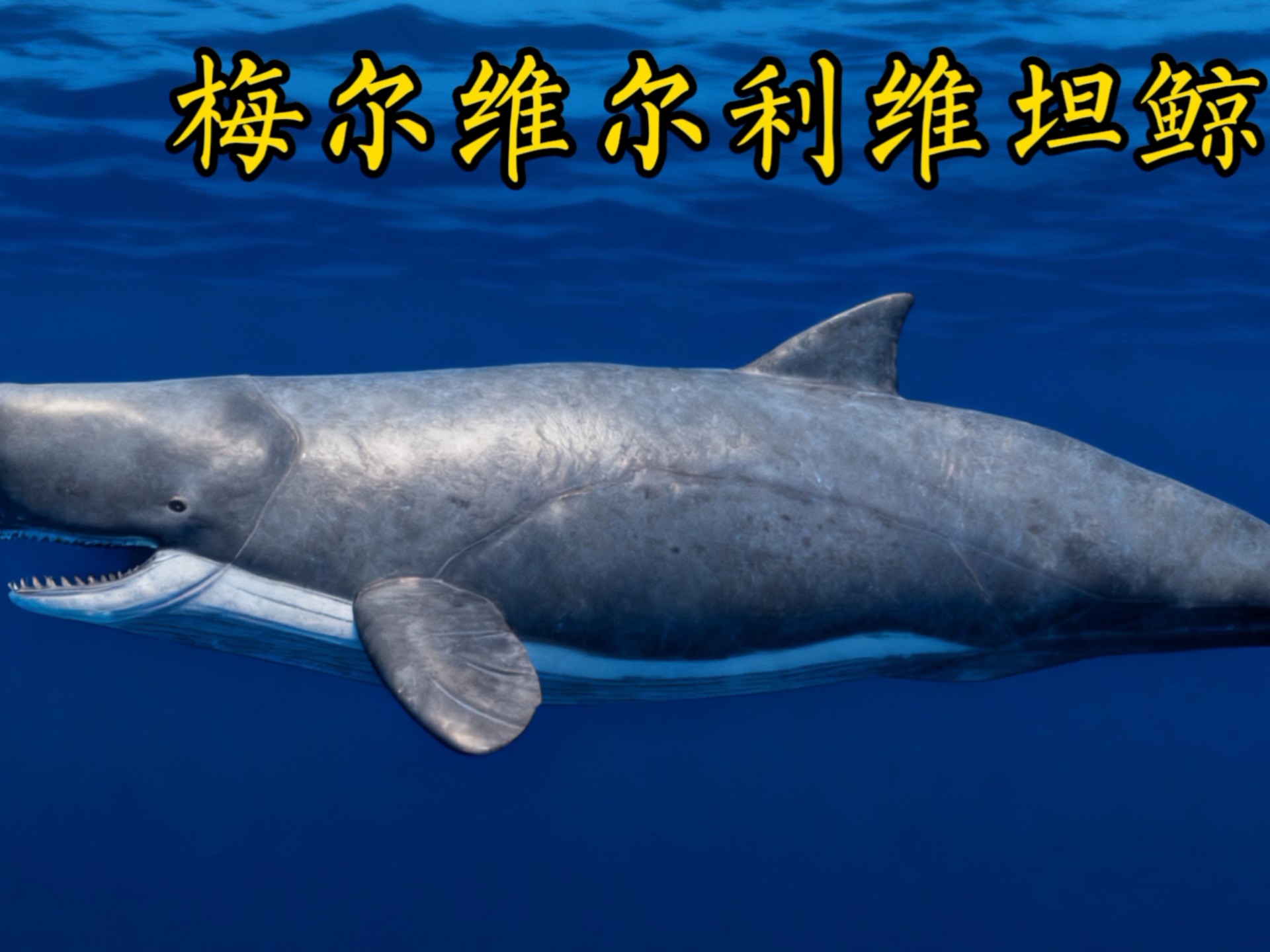 非常棒的梅尔维尔利维坦鲸 复原