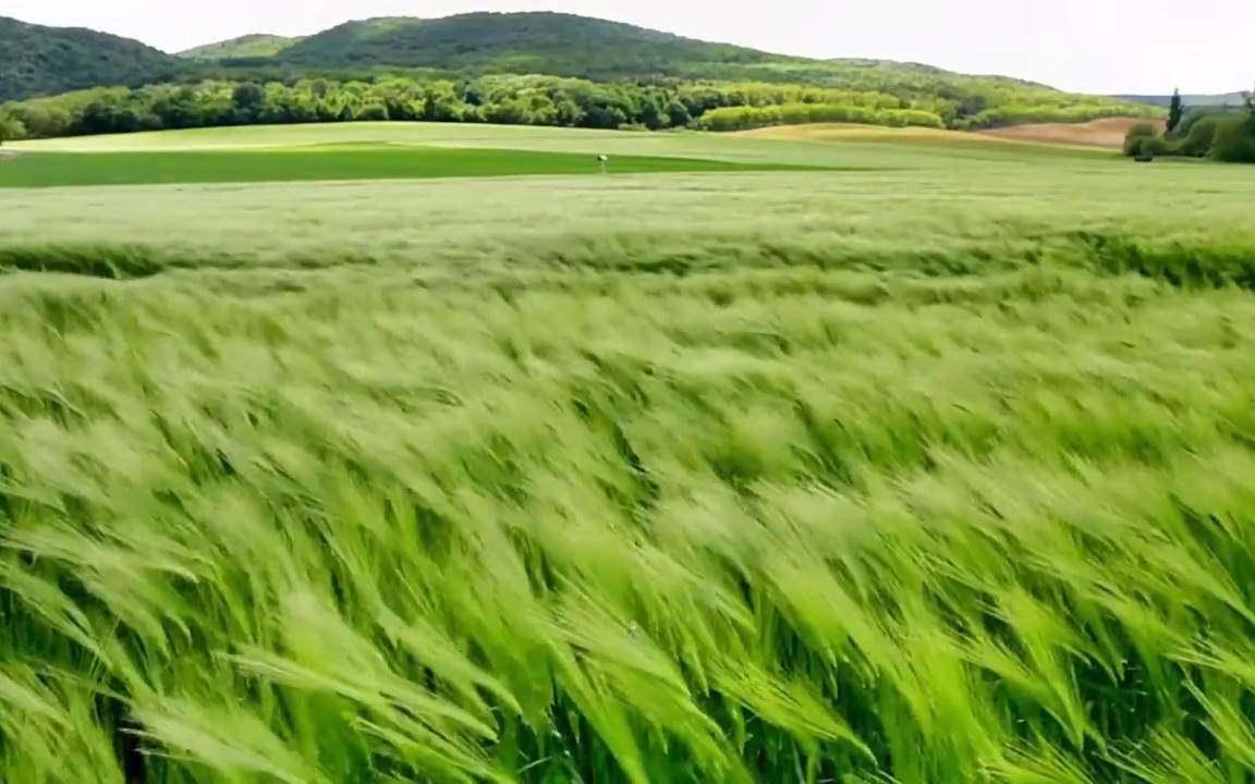 [图]端午节赛龙-装修日记装饰靠山环水文昌树财青龙戏水泊舟火神山