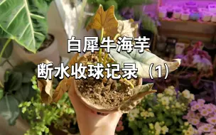 Download Video: |室内热植|白犀牛海芋，冬季断水收球记录（1-黄叶断水）