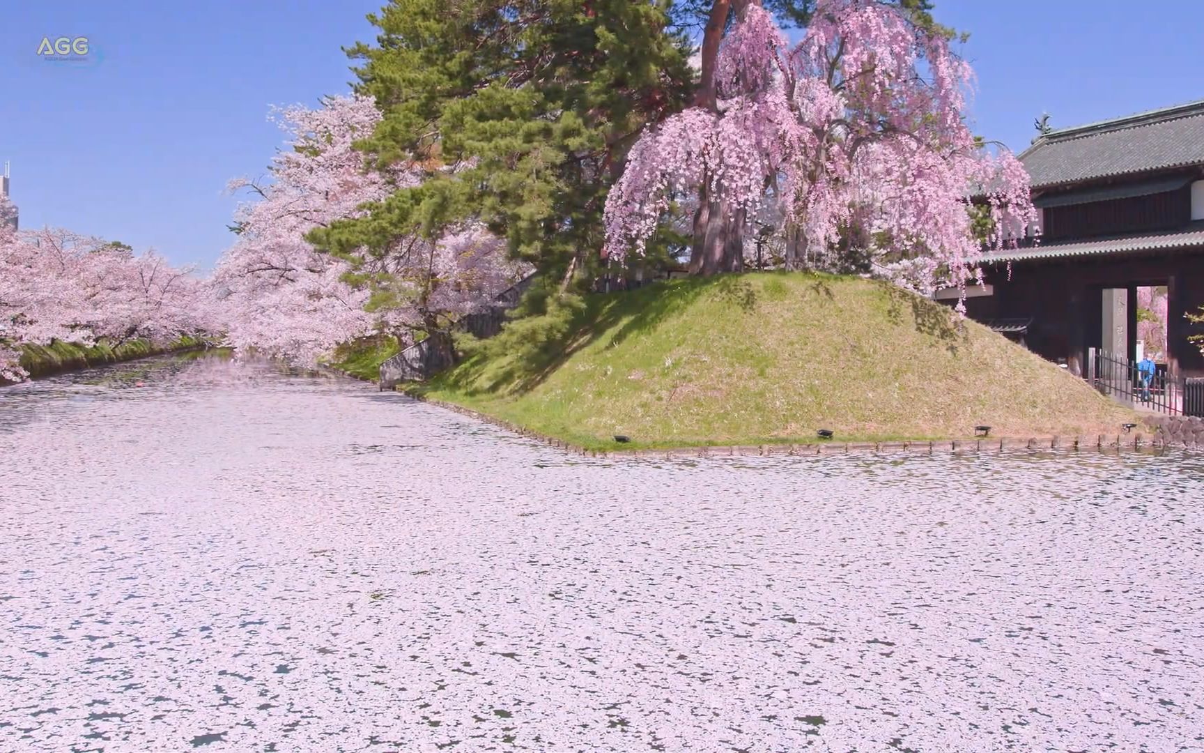 你敢信这是实景?日本樱花季确实是不可替代之美~哔哩哔哩bilibili