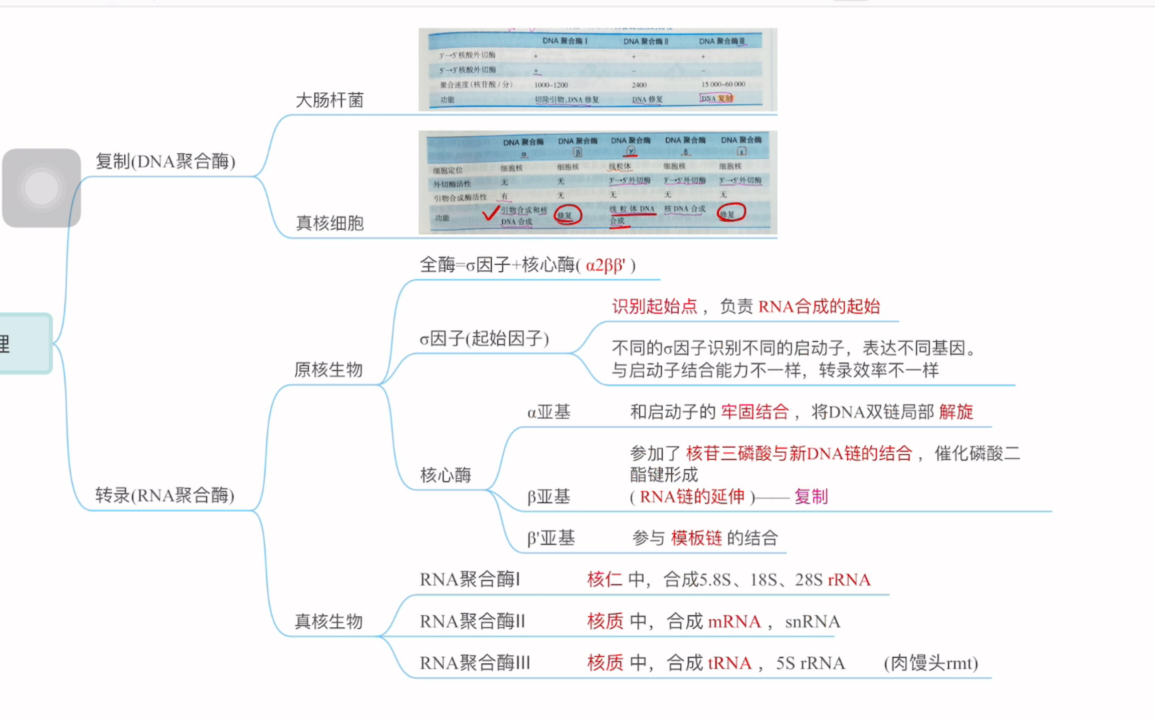 [图]生物化学/第十四章RNA的生物合成/思维导图总结