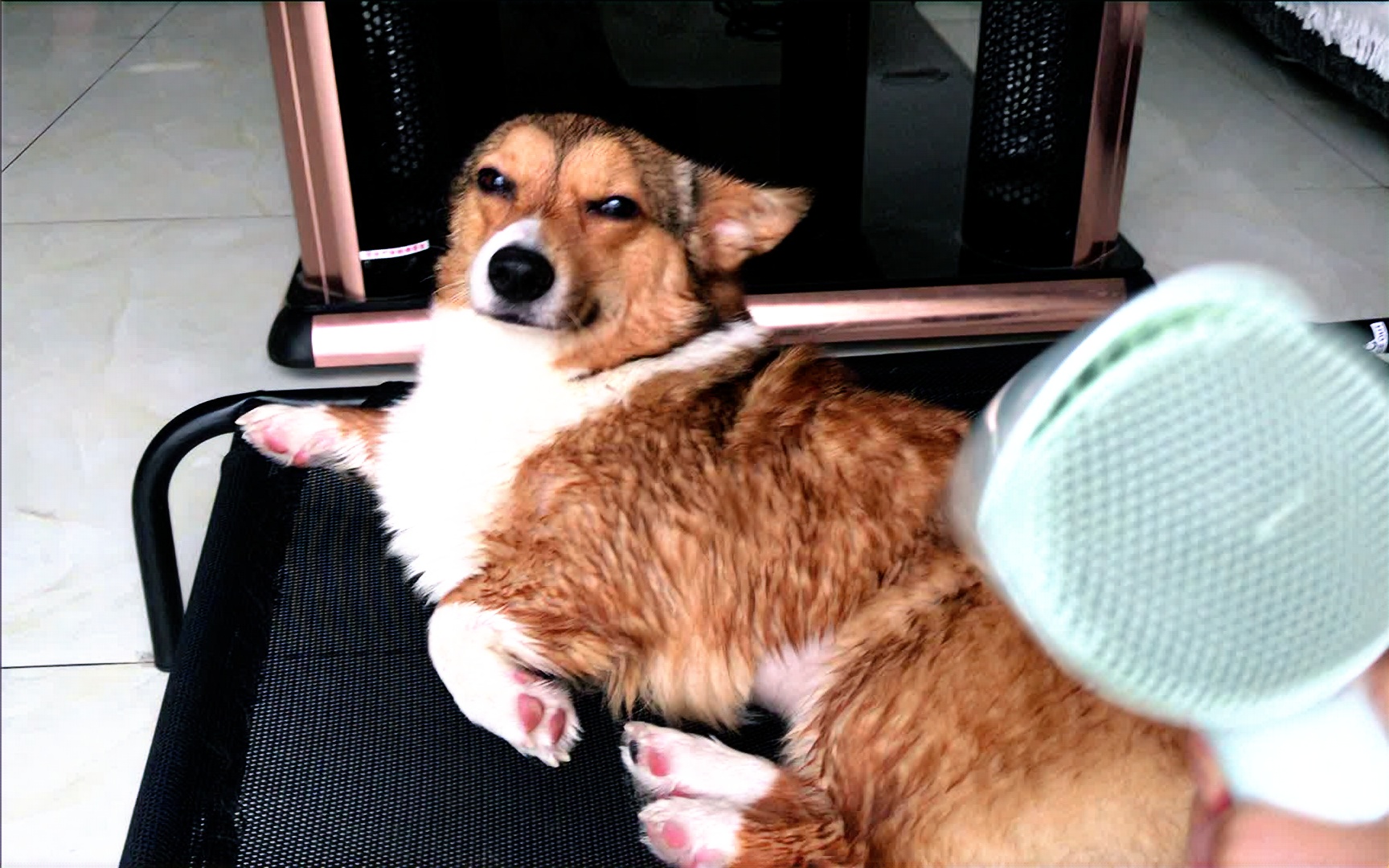 糯米基湿身后_哔哩哔哩 (゜-゜)つロ 干杯~-bilibili