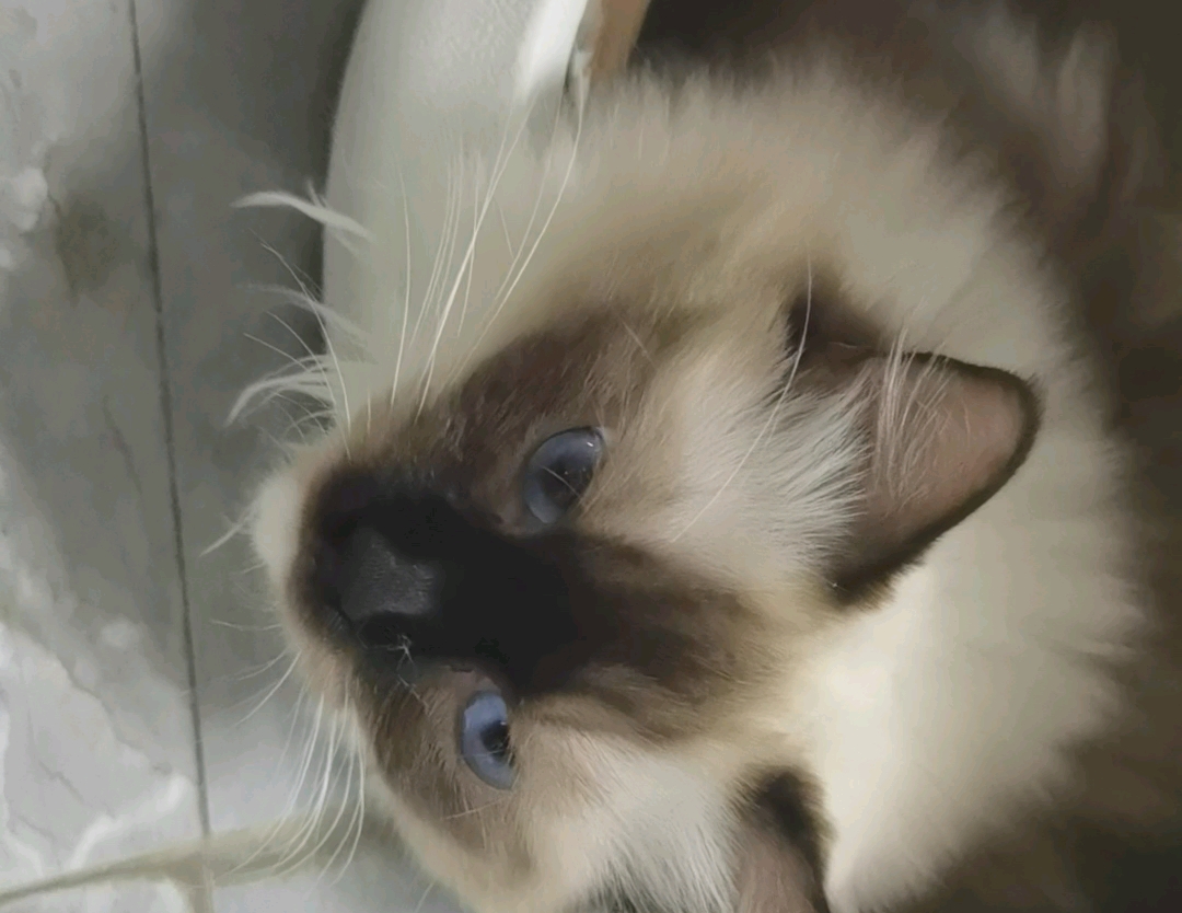 水蓝色眼睛实在太迷人了