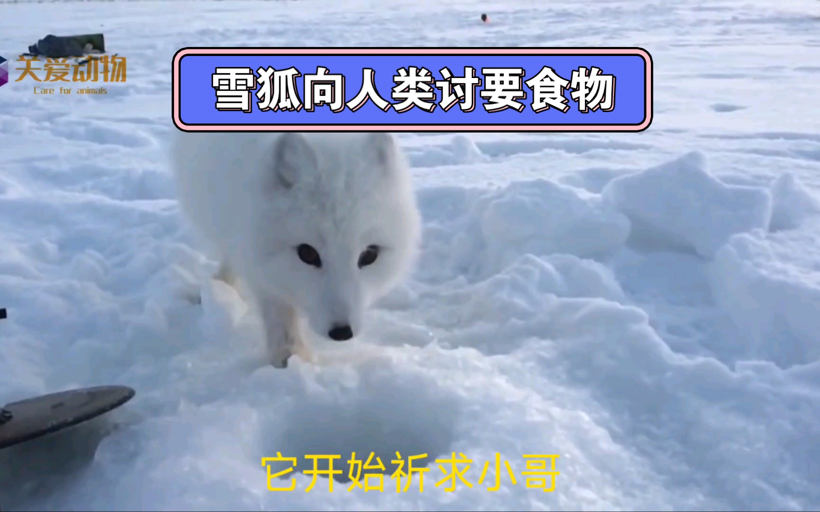 雪狐向人类讨要食物,超级可爱哔哩哔哩bilibili