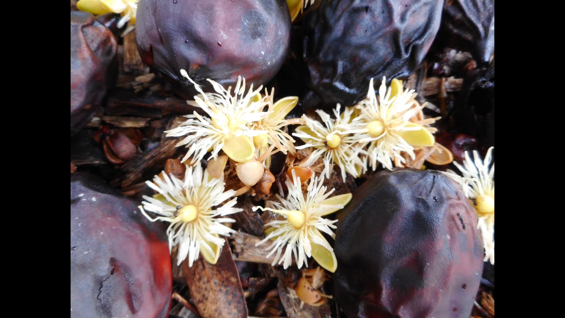 狐尾椰子wodyetiabifurcata