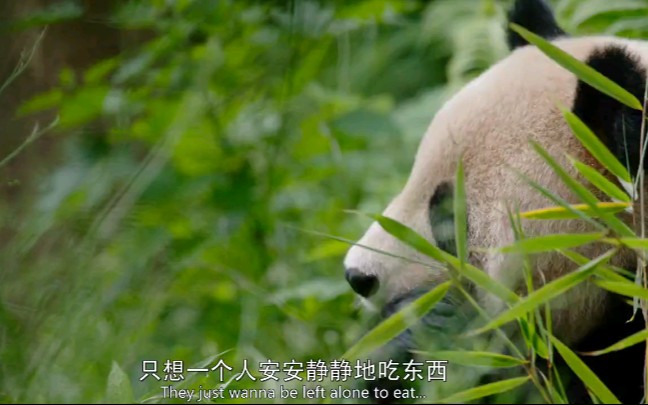 我们出生在中国纪录片熊猫部分原片中文配音是周迅可是一剪辑周迅就丢