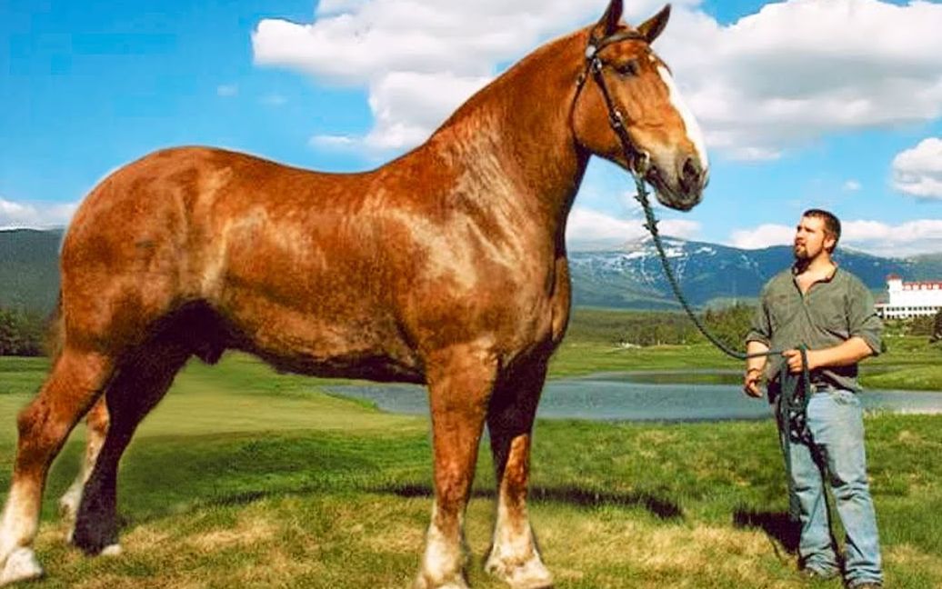世界上体型最大的七匹马, 第一名有14吨重!