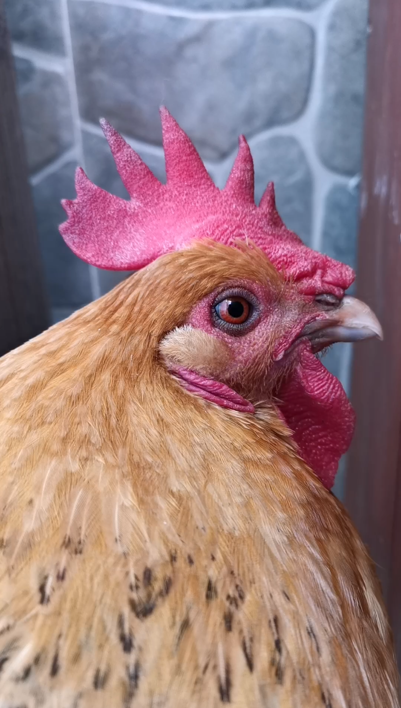 活动  貌美的咕咕鸡