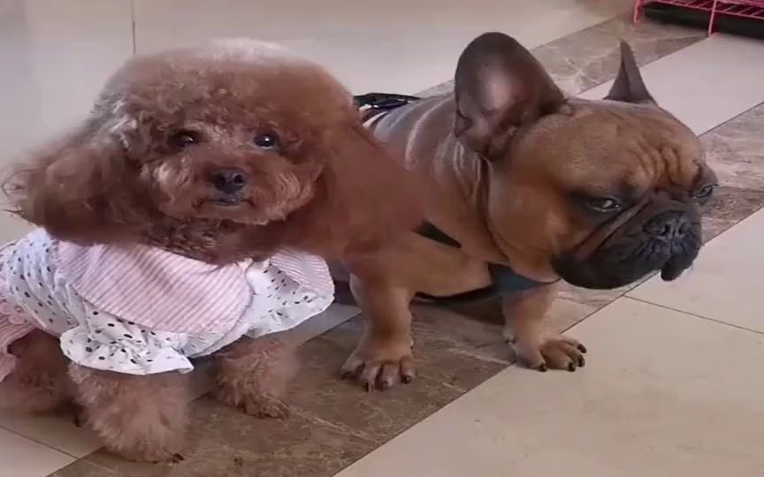 活动  泰迪和法斗,这两个都是亲生的,告状告的明明白白.