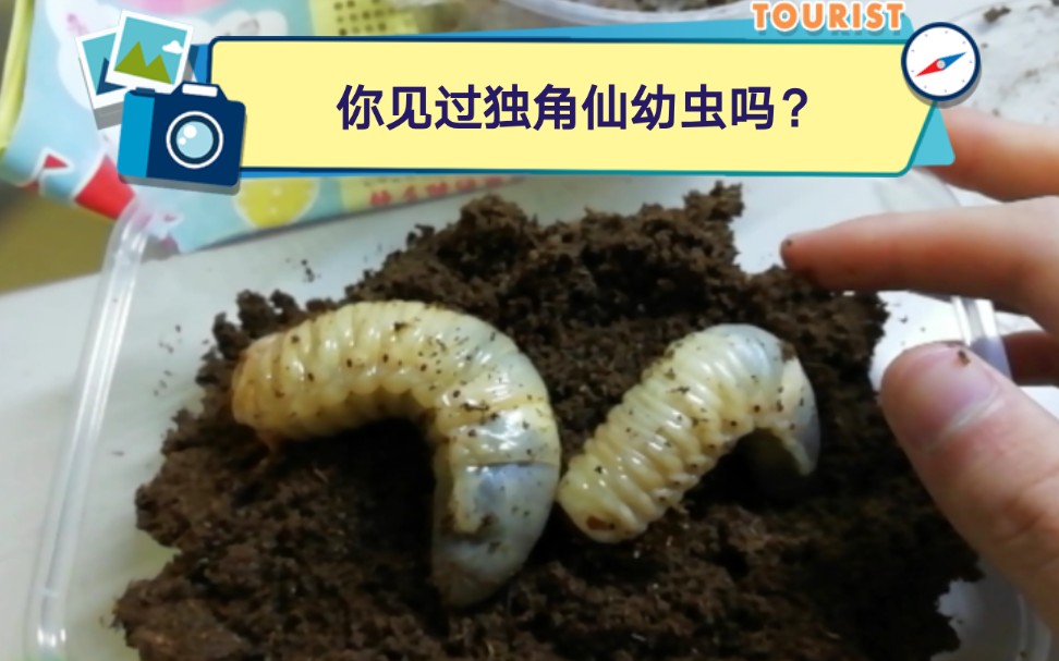 【宠物开箱】你见过独角仙幼虫吗?哔哩哔哩bilibili