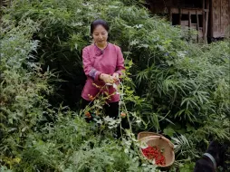 Скачать видео: 这种野生的小西红柿，做出来的红酸汤！煮酸汤鱼，酸汤牛肉，酸汤排骨，酸汤粉面都是1道美味！#农村美食#红酸汤