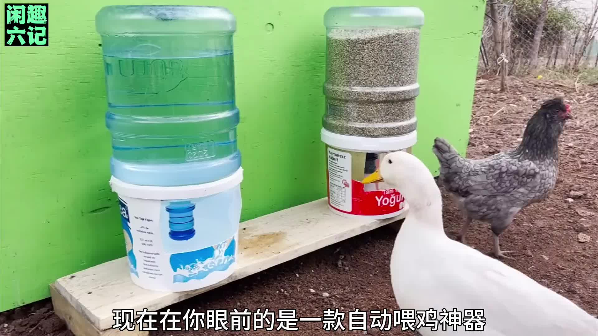 大叔用水桶自制自动喂鸡装置 简单实用节约成本 #变废为宝 #喂鸡