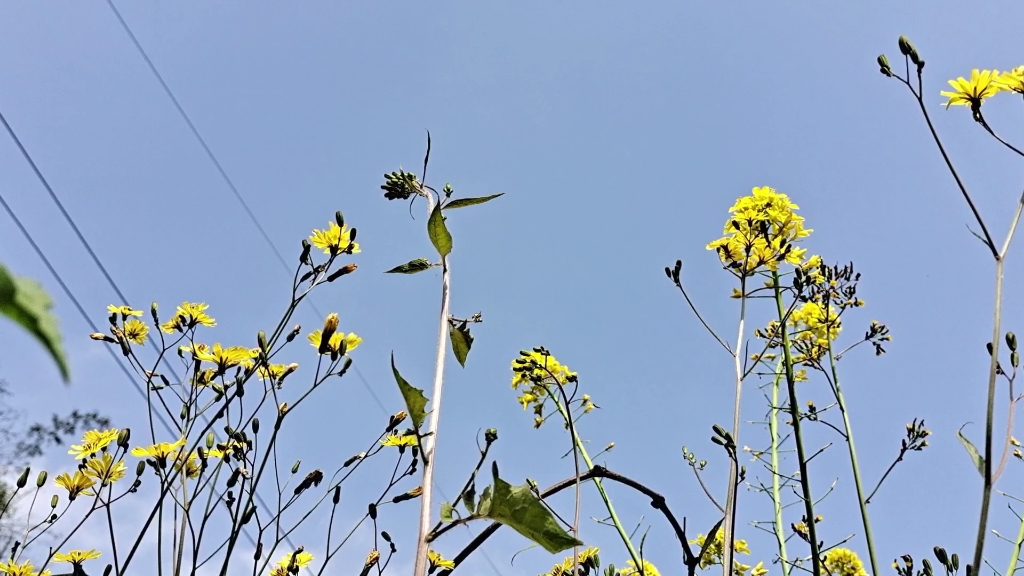 山上的野花為誰開又為誰敗70