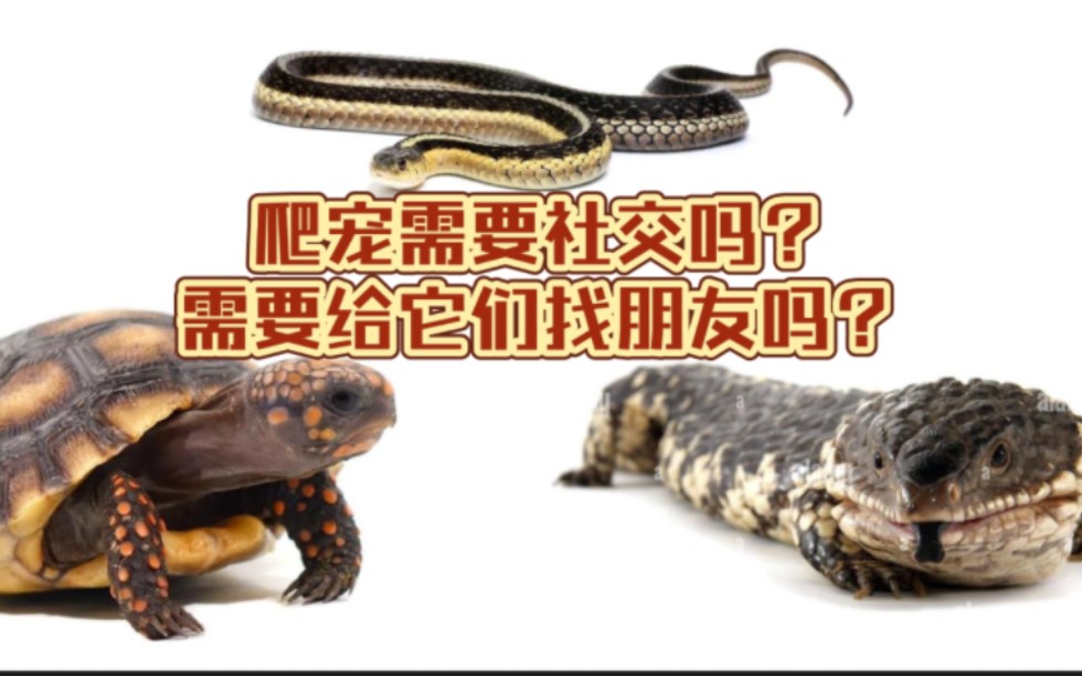 爬宠怕寂寞吗?爬宠需要社交吗?让爬宠交朋友会更好吗?_哔哩哔哩_bilibili