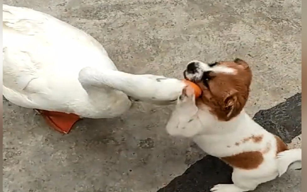 《无名大鹅》带恶人模拟器-直播录像_哔哩哔哩_bilibili