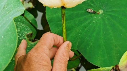 微型碗莲小玲花开