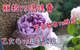 Tải video: 丽拉vs隐隐青，乙女心vs新浅樱桃vs繁华都市，维密吃瓜中……