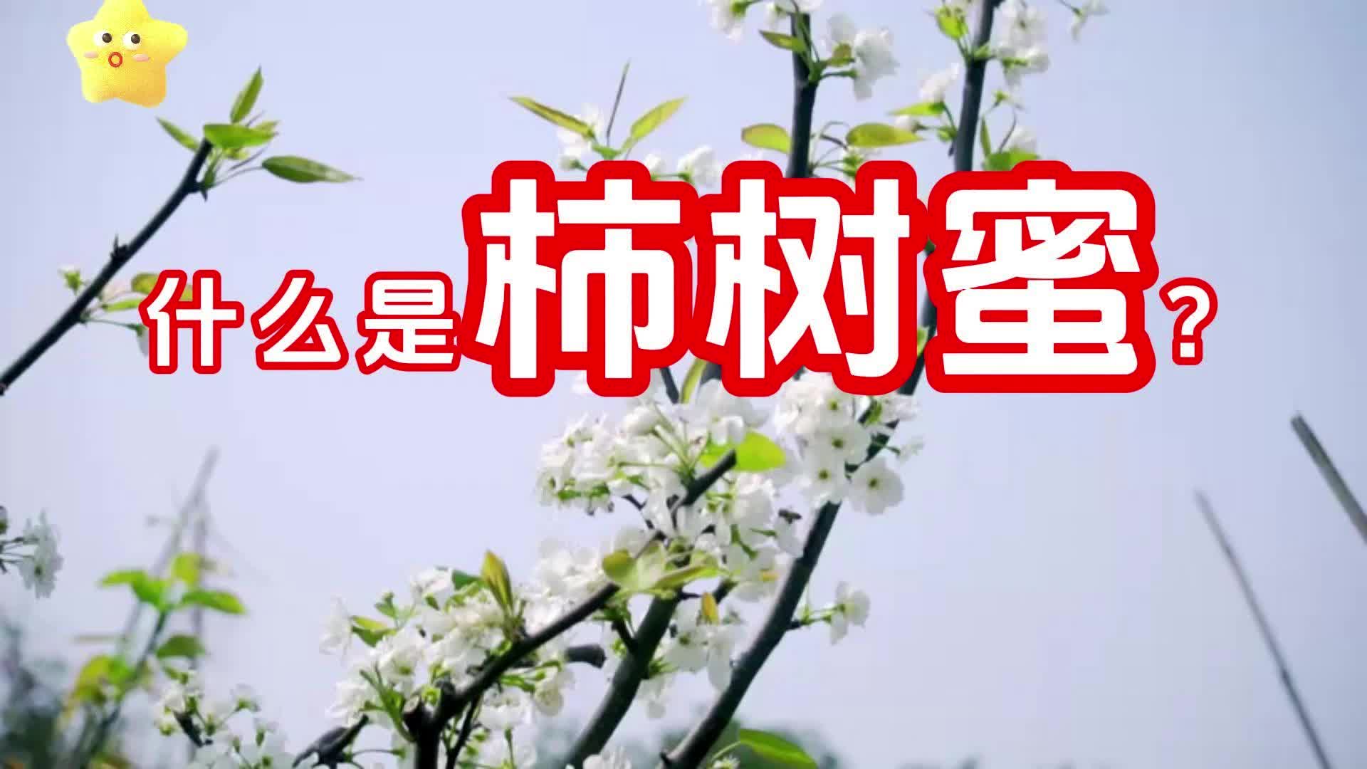 什么是柿树蜜?【蜂蜜超市网】哔哩哔哩bilibili