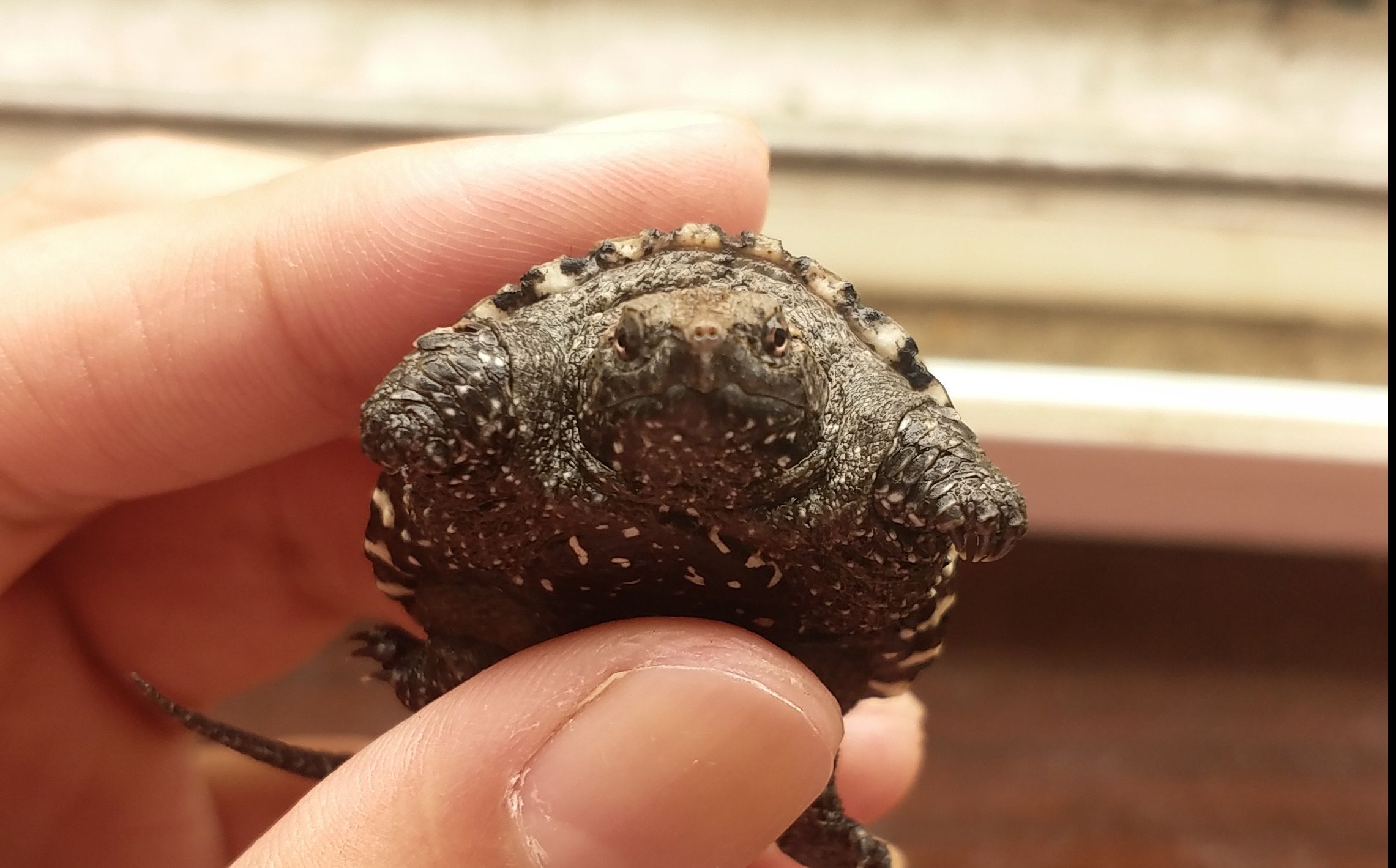 佛鳄苗没死不信你看