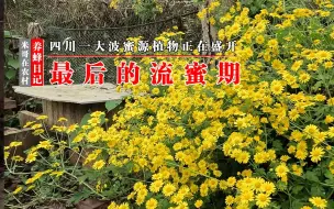 Tải video: 最后的流蜜期，四川一大波蜜源植物正在盛开，你那有吗