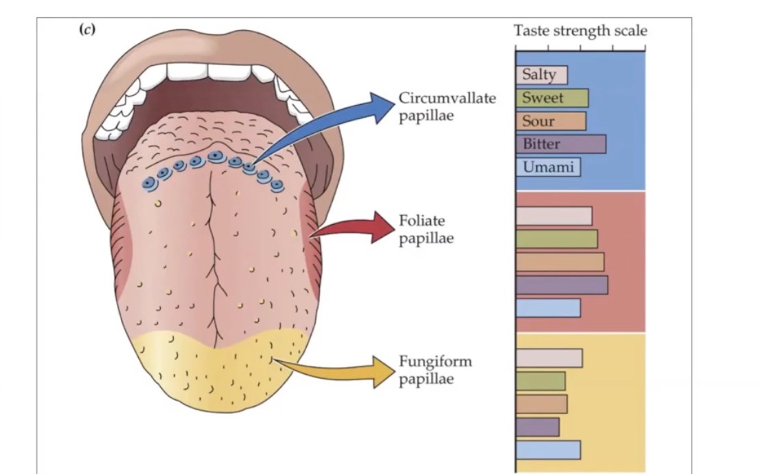 用单核苷酸多态性预测味觉能力Part3 Single Nucleotide Polymorphism to Predict Bitter Taste哔哩哔哩bilibili