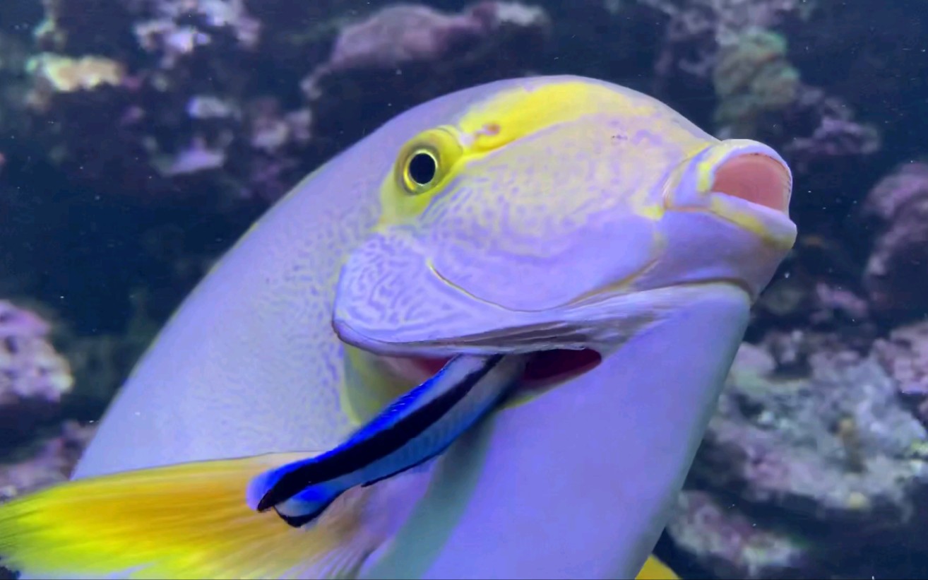 一条工作的医生鱼飘飘