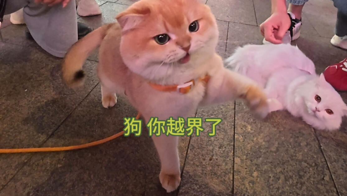 去见好朋狗啦～_哔哩哔哩_bilibili