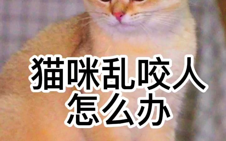 猫咪乱咬人怎么办哔哩哔哩bilibili