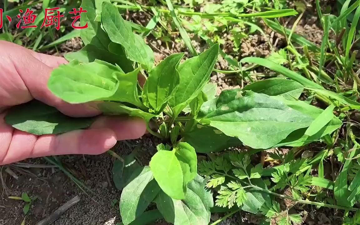 车前草常常生长在路旁我们当地人叫它车轱辘菜家家户户都需要