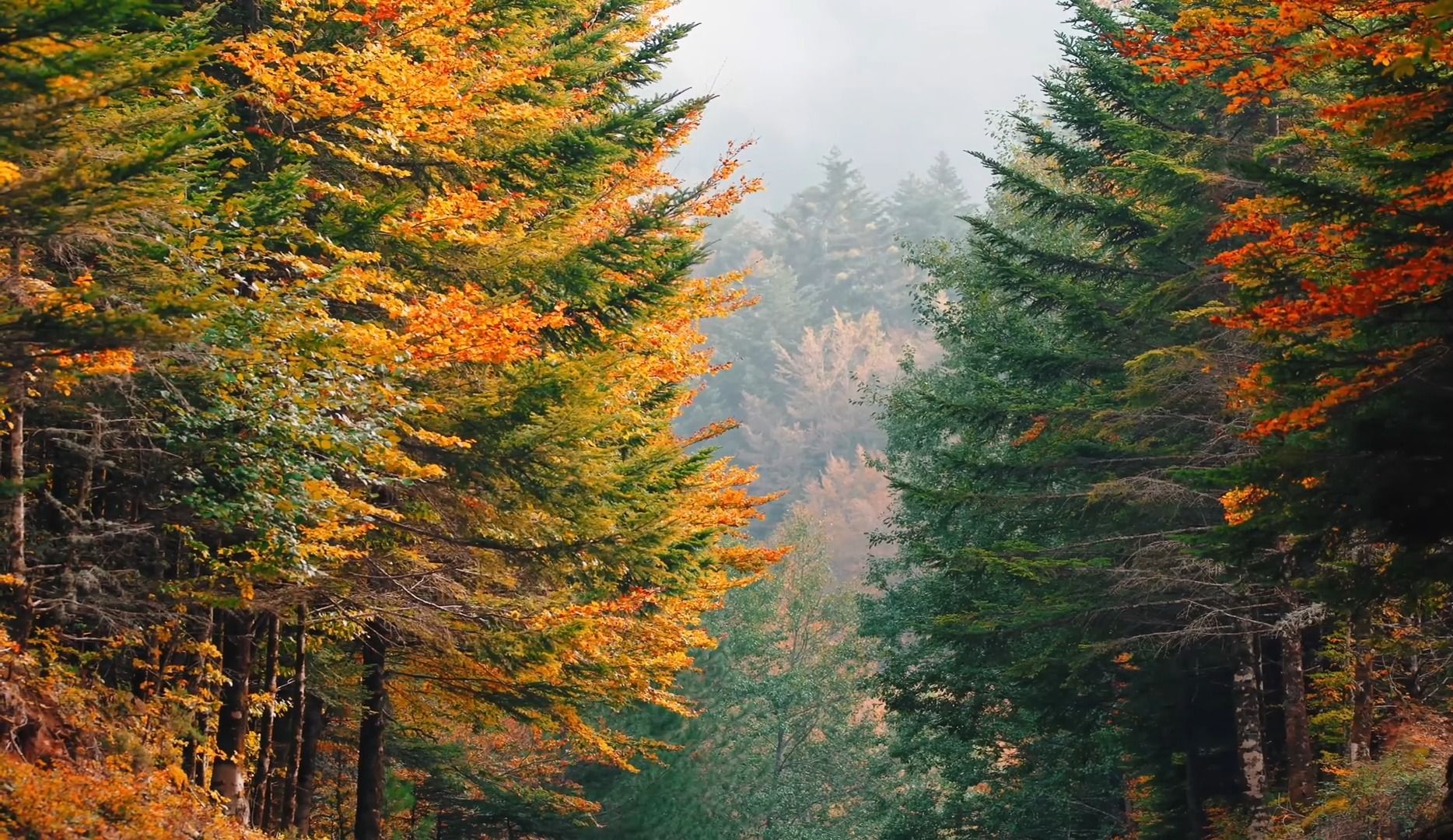 森林与野生动物声音 | 森林放松电影