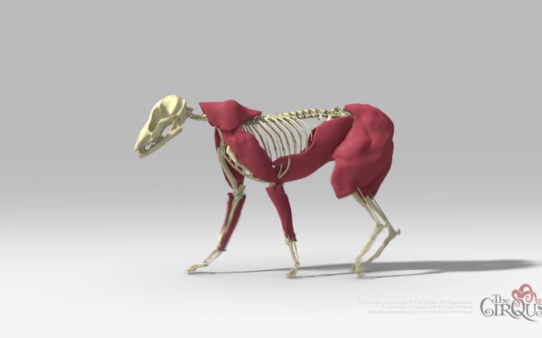 狼走路解刨动画分享