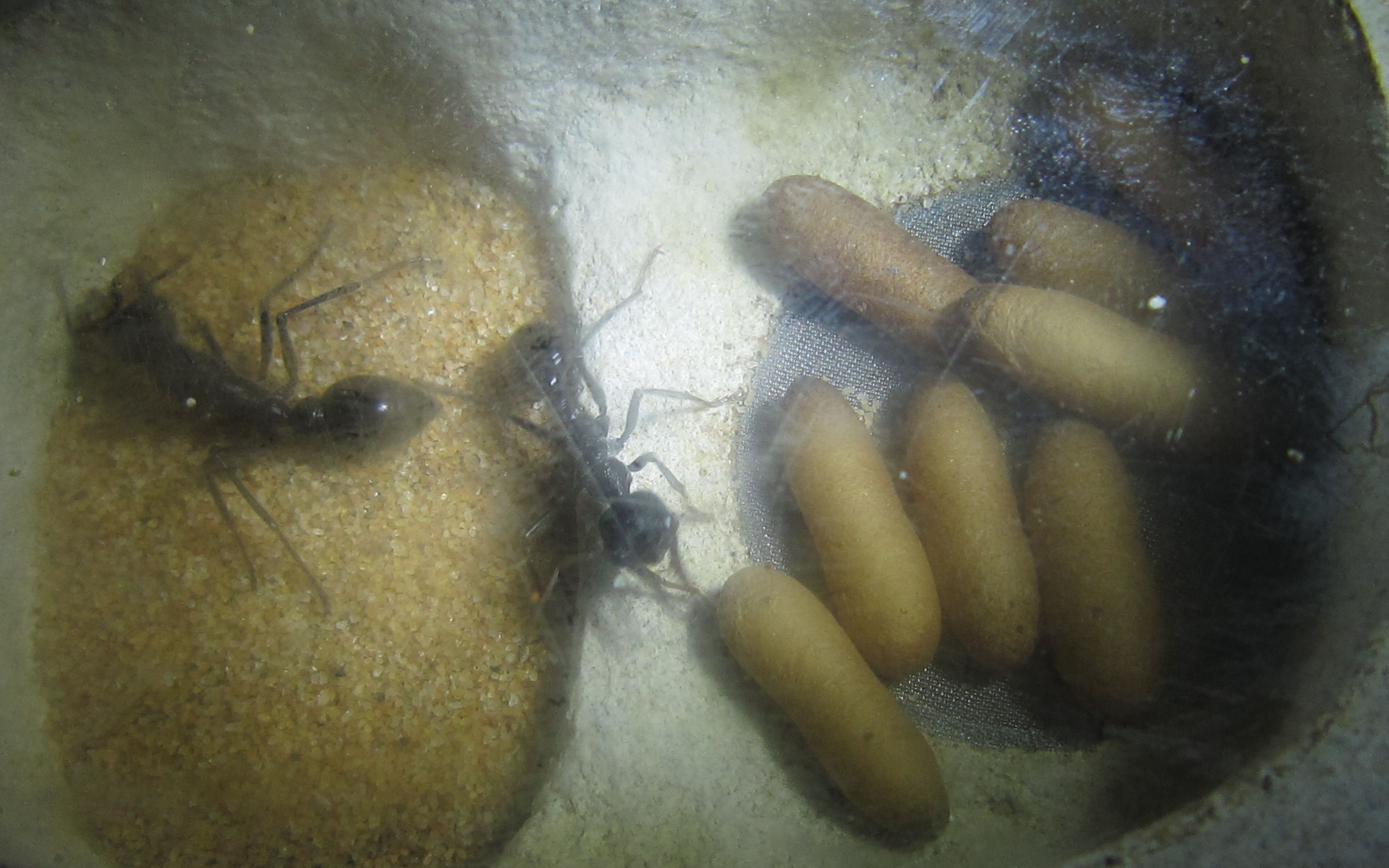 梨形牛蚁mpyriformis合茧起飞再现昔日的荣光