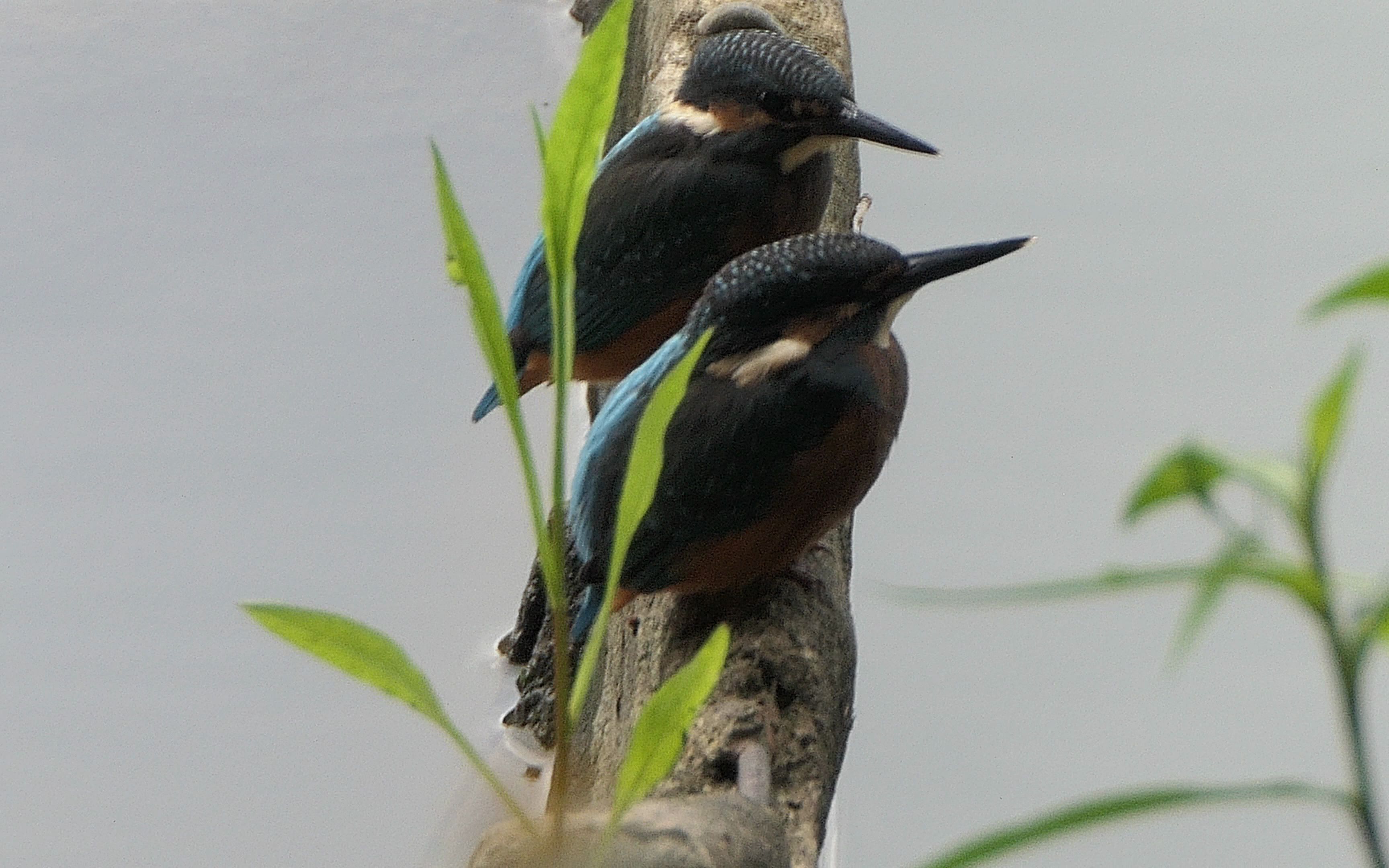 普通翠鸟幼鸟两只